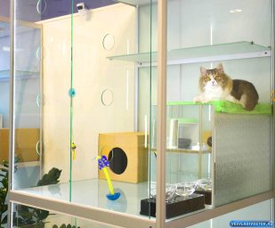 ФРАНШИЗА КОТ МАРИОТ ОТЗЫВЫ И МНЕНИЯ