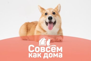 ФРАНШИЗА СОВСЕМ КАК ДОМА ОТЗЫВЫ И ОБЗОРЫ